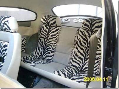 fusca zebraa (2)