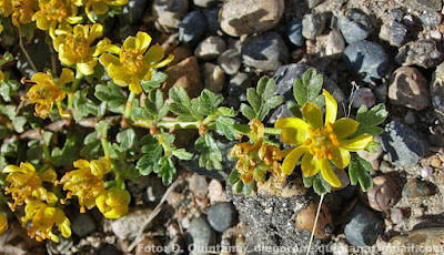 Jarilla rastrera (Larrea ameghinoi)