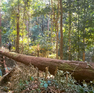 Jalur Pendakina Gunung Hauk, Gunung Hauk Balangan,