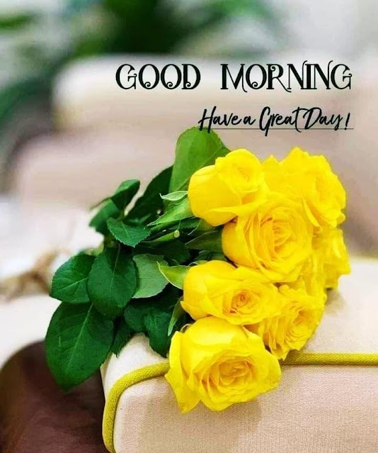 Yellow Rose Good Morning Images