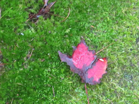 red leaf on green moss