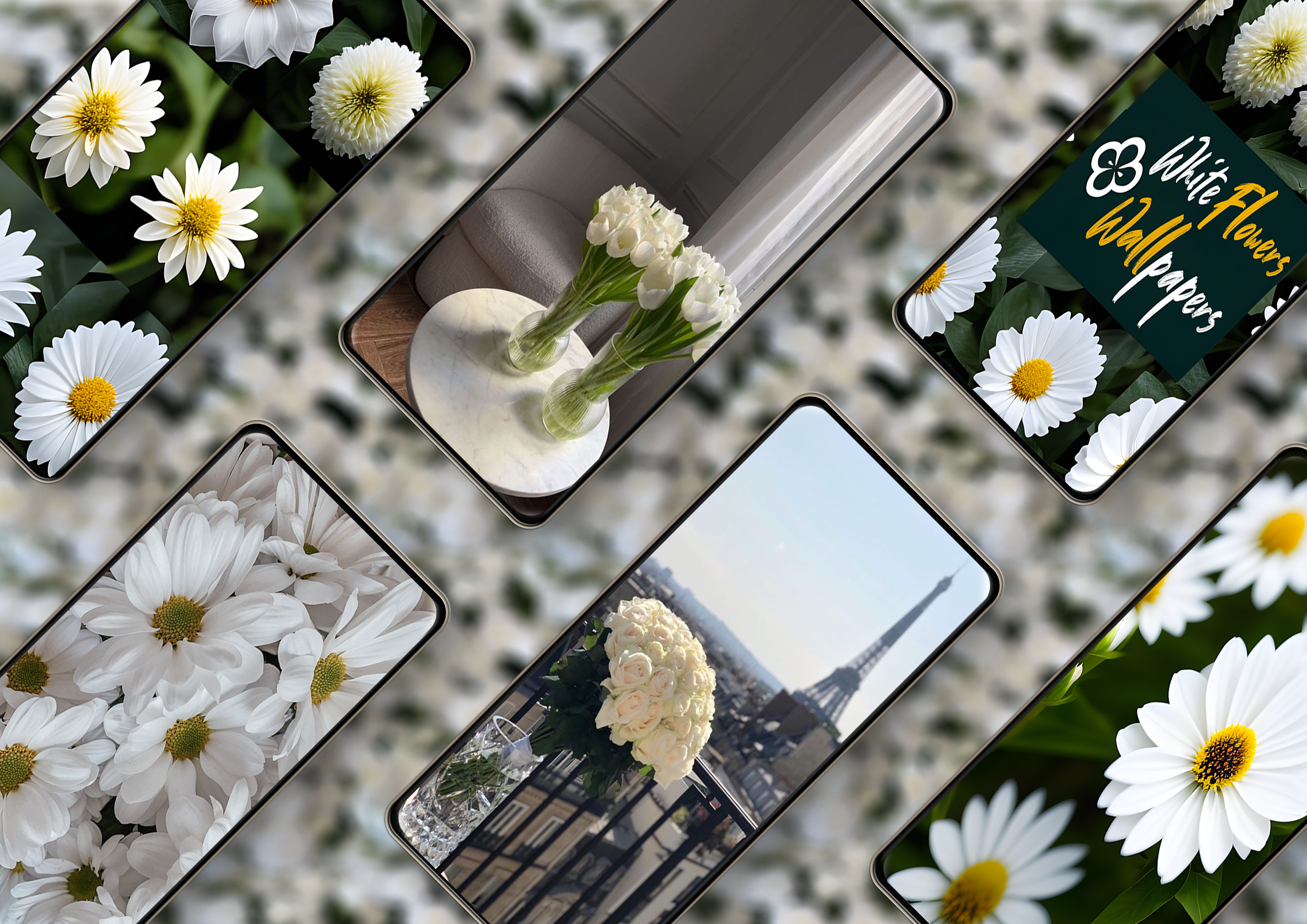 White Flowers Wallpapers - Android free APP Wallpapers