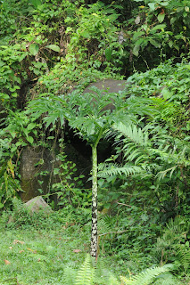 Amorphophallus sp.