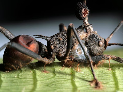  lantai hutan hujan dipenuhi dengan mayit Pintar Pelajaran Semut Yang Menjadi “Zombie”