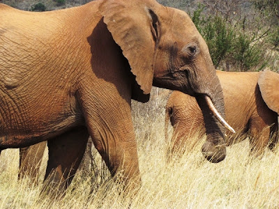 elefante, elefant africa, elefante africa, parc narural amboseli, parque natural amboseli, amboseli, Kenya