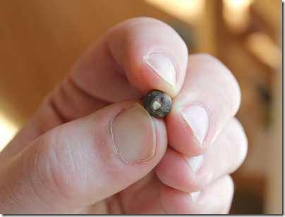 110213_canna_seeds_step2b