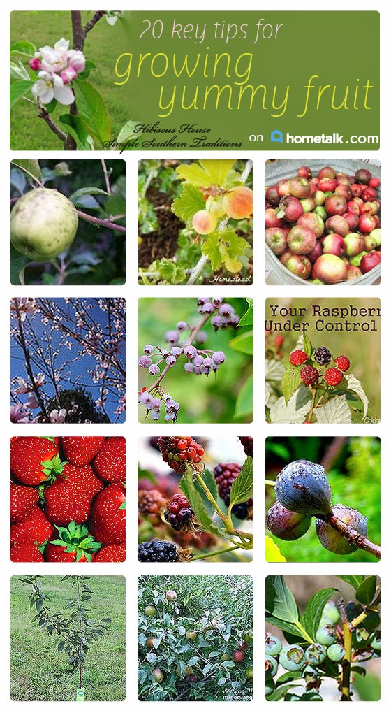 http://www.hometalk.com/b/2206203/fruit-orchard-tips