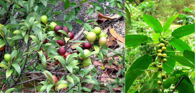 CÂY VÚ BÒ - Ficus heterophyllus - Nguyên liệu làm Thuốc Bổ, Thuốc Bồi Dưỡng