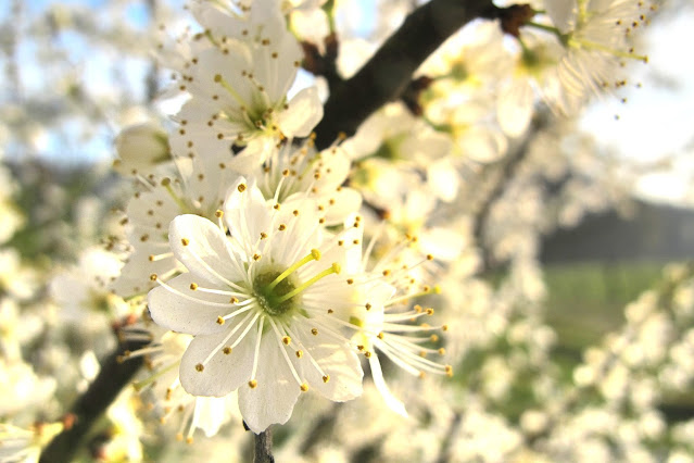 Witte lentebloesem