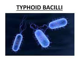 Typhoid Symptoms in Marathi