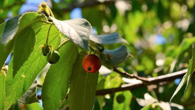 Manfaat Buah Kersen untuk Darah Tinggi