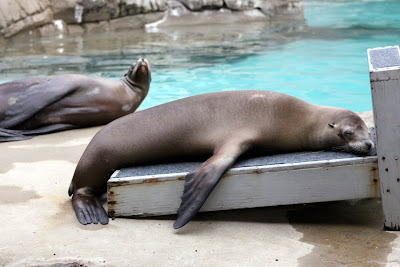 Sea Lions