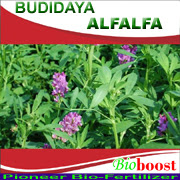 https://bioboostsakti.blogspot.co.id/p/budidaya-tanaman-alfalfa.html