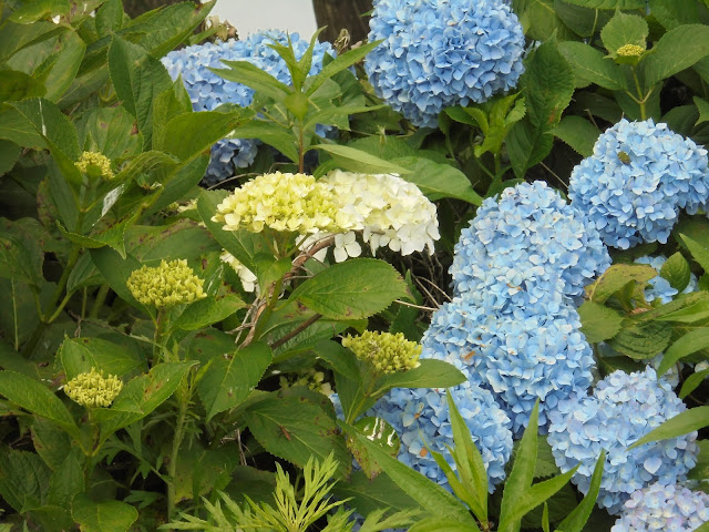 日野川の日吉津公園で