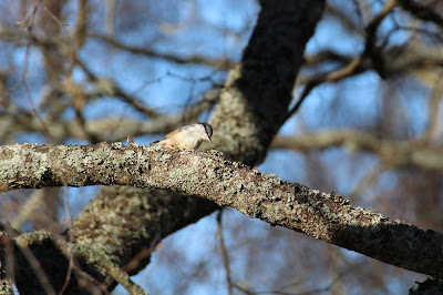 - Boomklever Europaea - Sitta europaea europaea