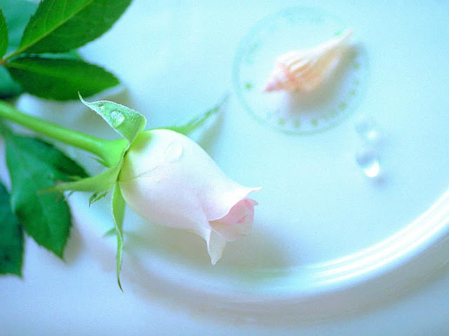 Single Pure White Rose Flower Wallpaper