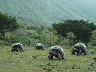 Wildlife desktop wallpapers and photos