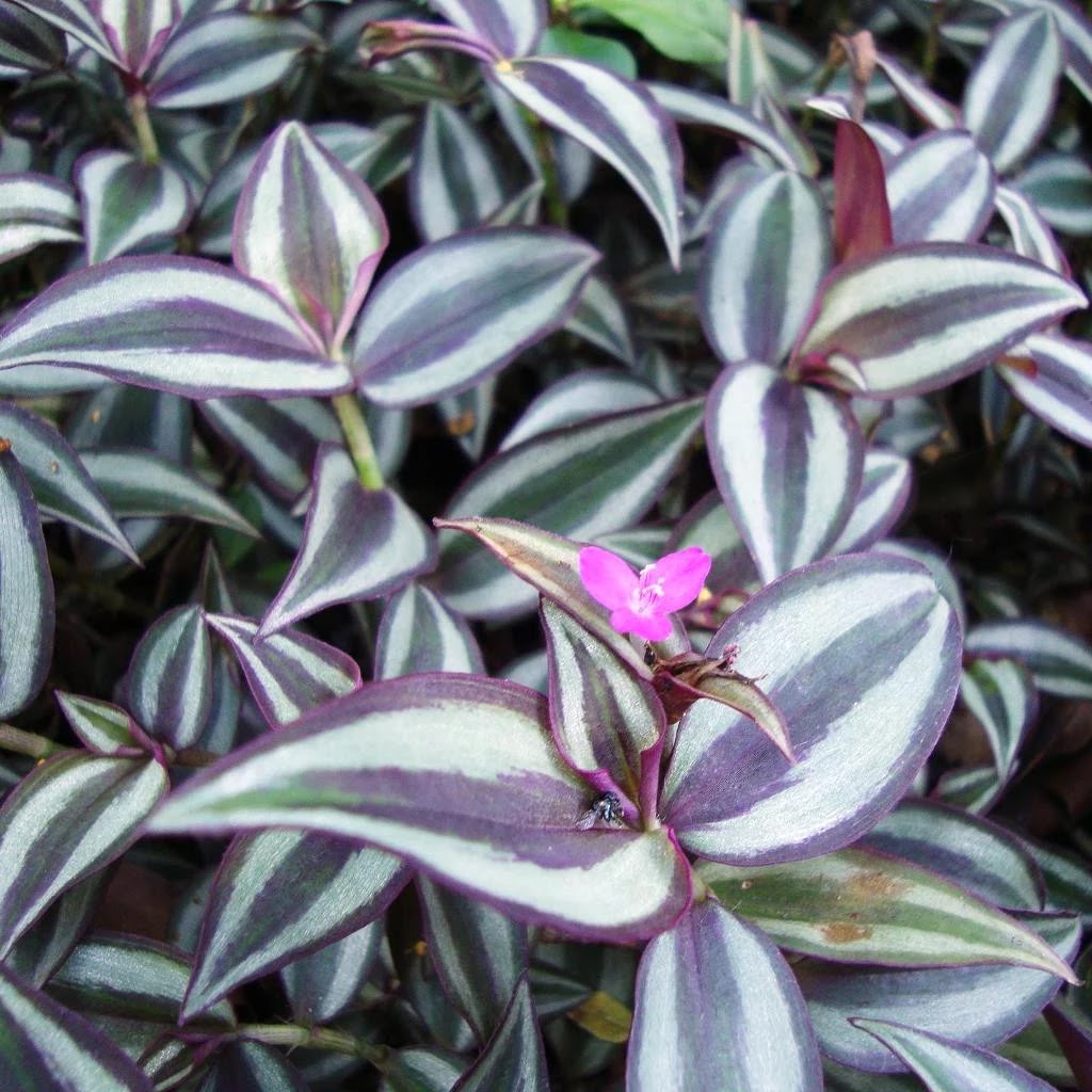 Tradescantia zebrina