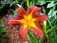 Autumn Red Daylily1