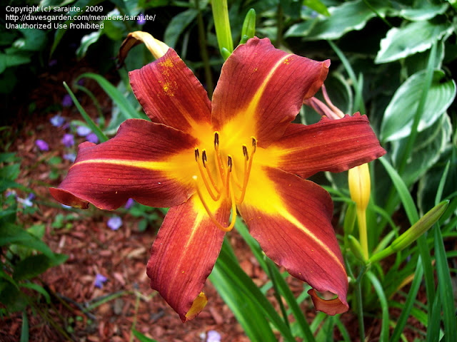 Autumn Red Daylily1