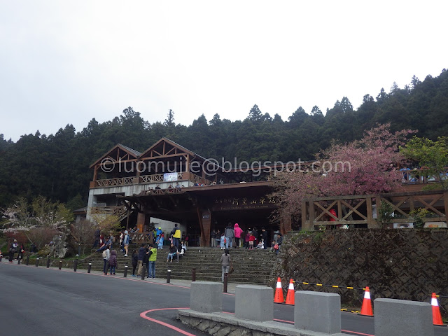 Alishan cherry blossom