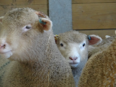 farm life lambs Devon holly water holidays Glamping