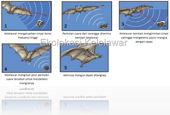 ekolokasi_kelelawar