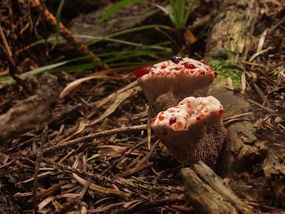 kolczakówka piekąca Hydnellum peckii