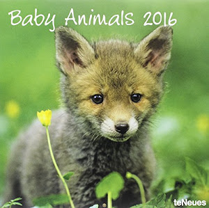 Baby Animals 2016 Calendar
