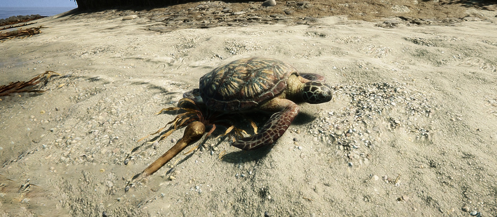 Turtle shell in Sons of the Forest - where to get and how to use