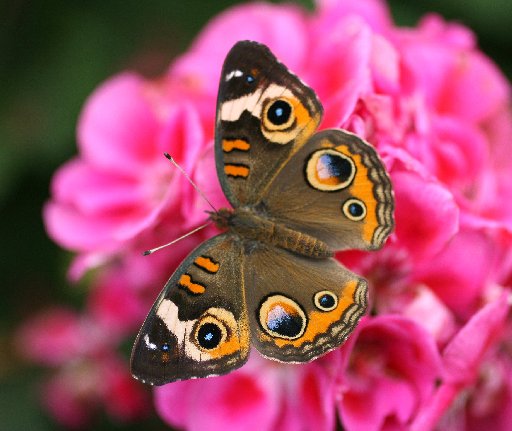 free desktop wallpapersbutterfly wallpapers for desktop