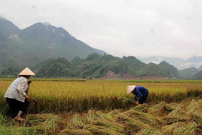 Gạo Râu Lai Châu