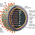 H1N1, sem fim?