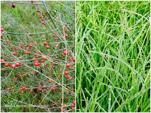 Bayas rojas / Gotas de rocío en el pasto - Chacra Educativa Santa Lucía