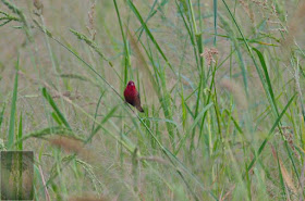 Red Avadavat