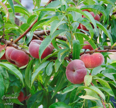 Cultivo do pessegueiro - Prunus persica