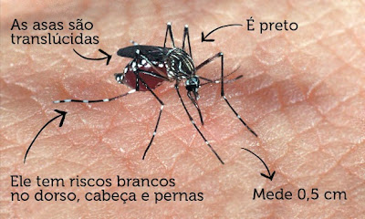 Resultado de imagem para imagem de dengue zika e chicungunha