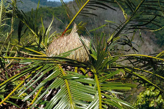 ปรงผา Cycas clivicola