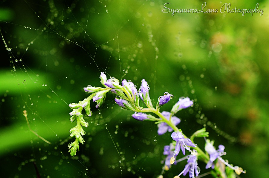 water drops flower-web