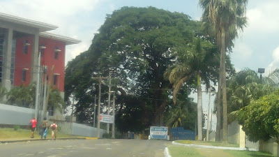 El Guanacaste del IND era la entrada de la antigua Hacienda El Retiro. Foto Wendy Quintero