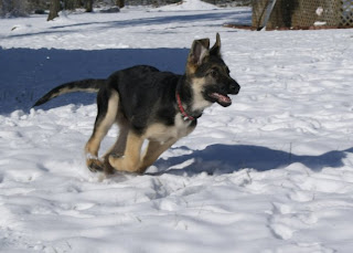 german shepherd dog puppies pupy pets dogs photo