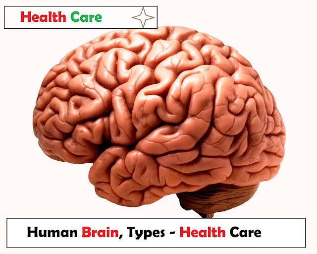 Human Brain ? Parts and Works