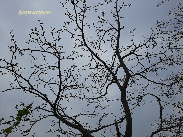 Липа маньчжурская (Tilia mandshurica)