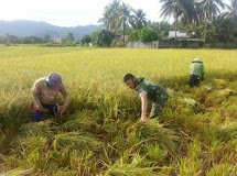 BABINSA WINERU MEMBERIKAN MOTIVASI YANG TINGGI KEPADA PARA PETANI DI DESA BINAANNYA