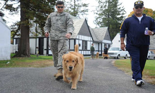 paws of veterans