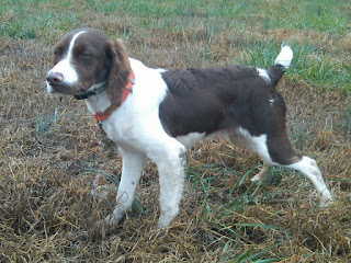 bird dogs and bird hunting