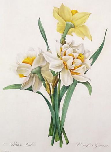 daffodils poem. (Narcissus, or Daffodil or