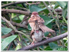 20120501_155518_019_Hualien
