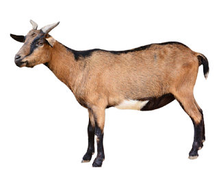 photo of a goat