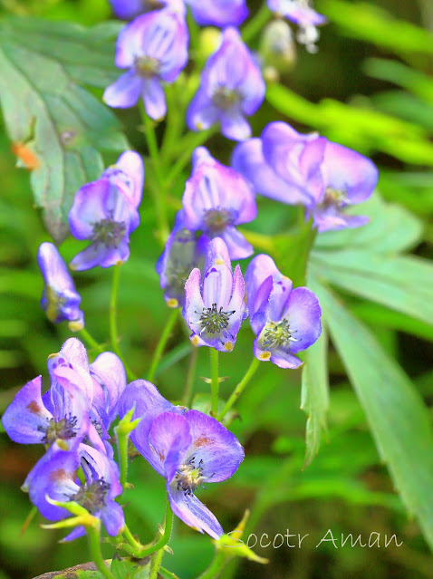 Aconitum japonicum